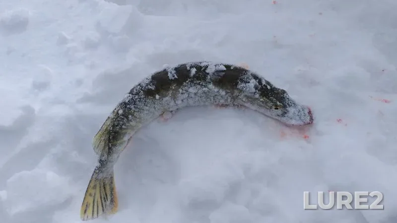Pike — Miasskiy gorodskoy, Mar 17, 2019