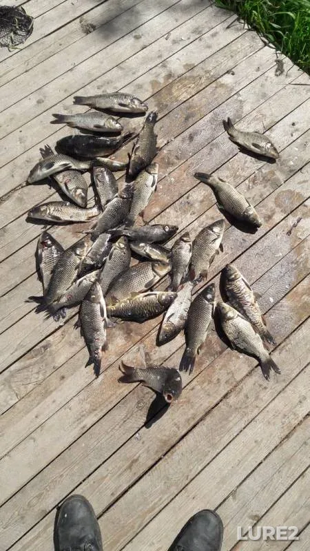Carp — Guyka, May 20, 2018