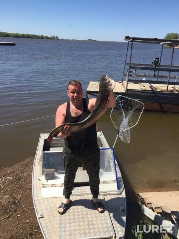 Wels catfish — Akhtuba, May 06, 2018