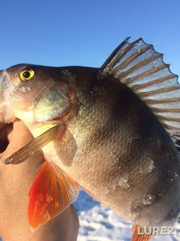 Perch — Khanty-Mansiyskiy avtonomnyy okrug — Yugra, Apr 29, 2018