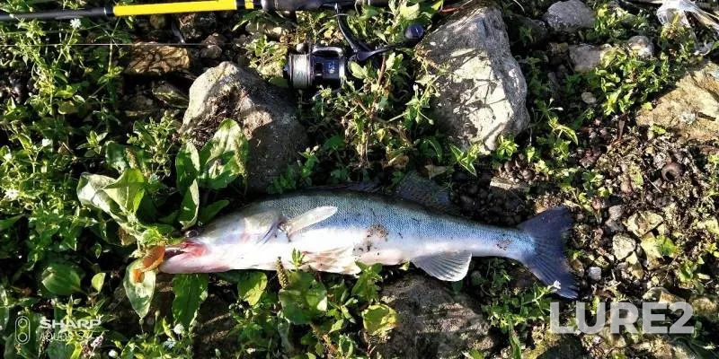 Zander — Oka, Aug 24, 2019