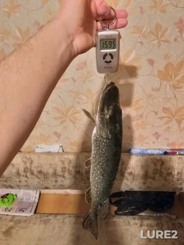 Pike — Maloye Miassovo, Feb 01, 2019