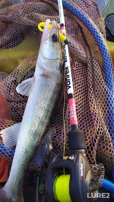 Zander — Kaliningradskaya oblast, Aug 04, 2019