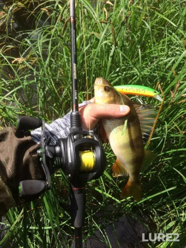 Perch — Oredezh, Aug 02, 2018