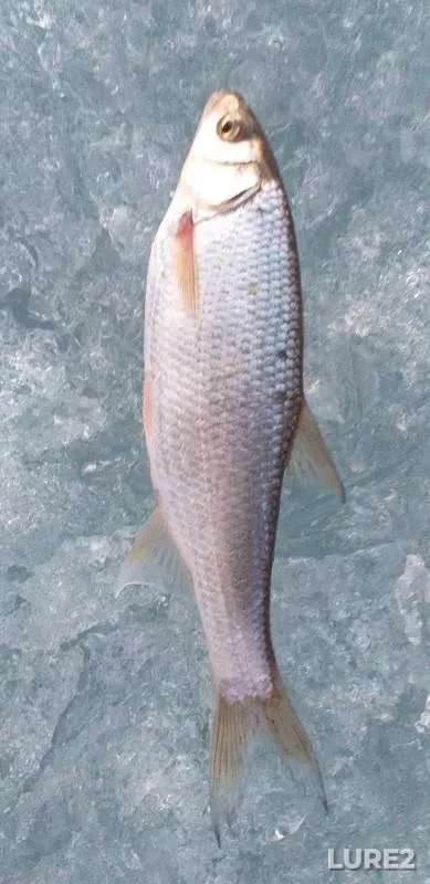 Roach — Irtysh, Apr 10, 2019