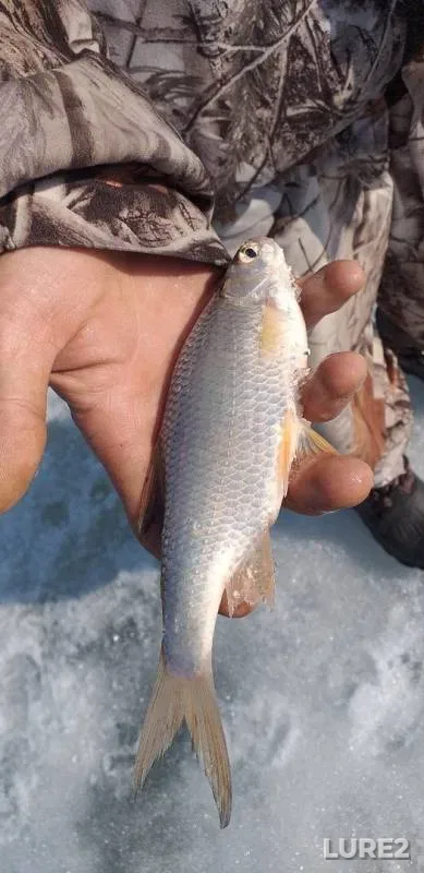 Roach — Irtysh, Apr 11, 2019