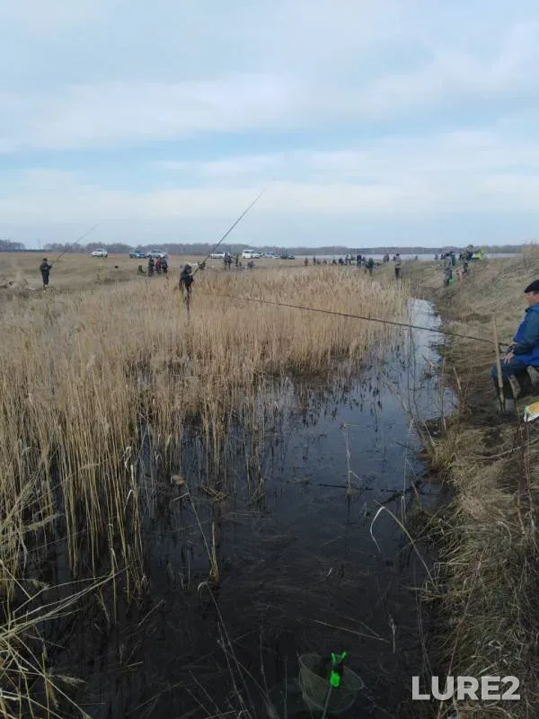Crucian carp — Omskaya oblast, Cherlakskiy rayon, May 05, 2019