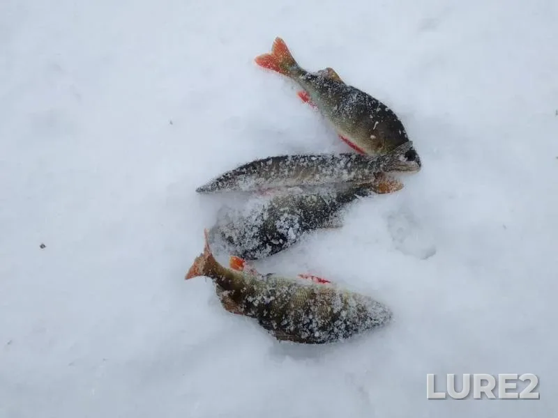 Perch, Pike — Miasskiy gorodskoy, Jan 20, 2019