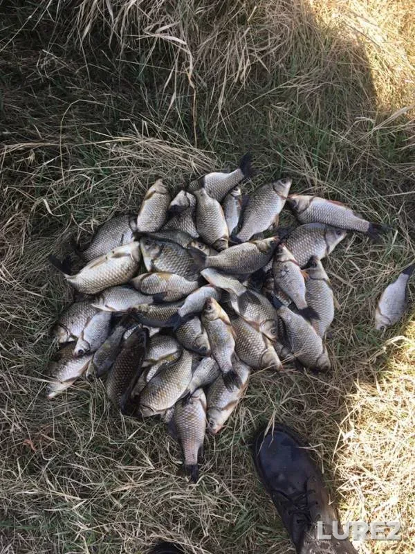 Crucian carp — Omskaya oblast, Cherlakskiy rayon, May 07, 2019