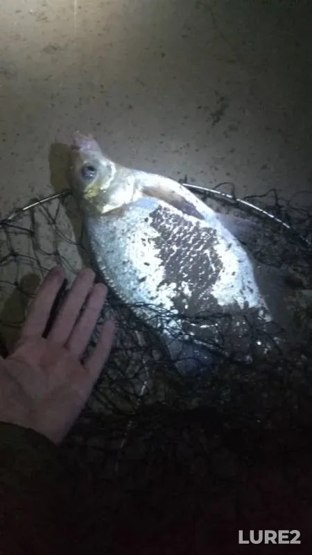Bream, Burbot — Irtysh, May 09, 2019