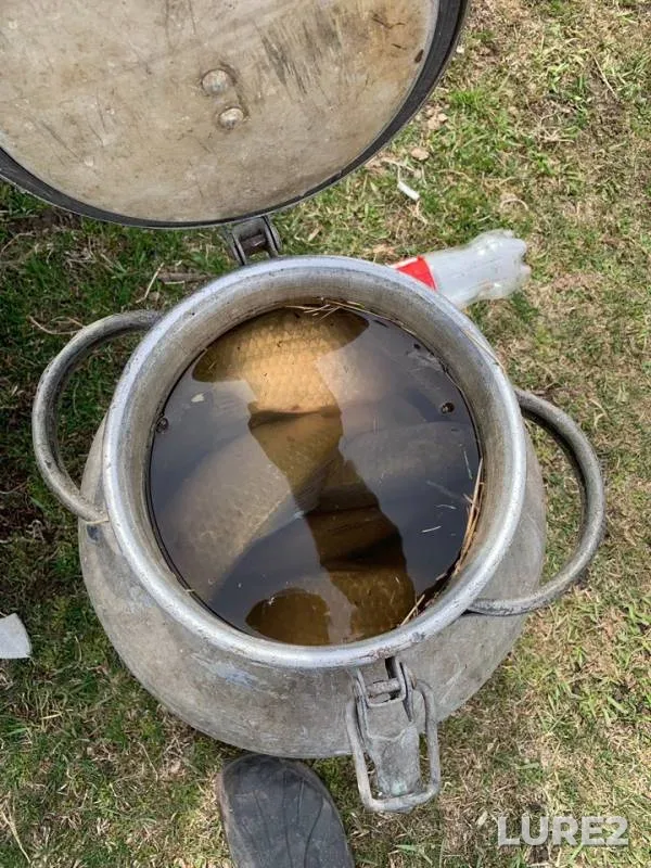 Crucian carp — Omskaya oblast, Krutinskiy rayon, May 10, 2019