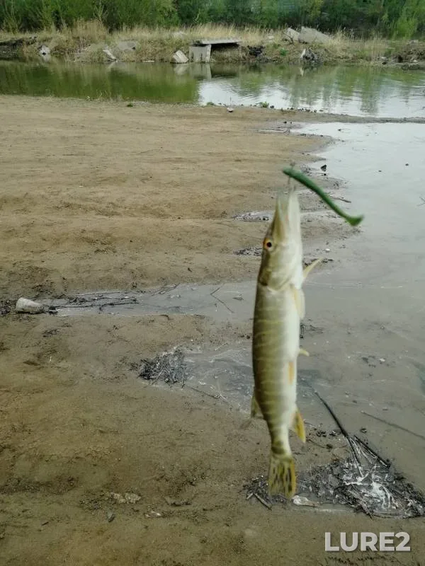 Pike — Irtysh, May 15, 2019