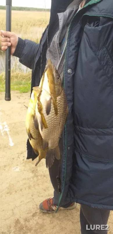 Crucian carp — Omskaya oblast, Tyukalinskiy rayon, May 26, 2019