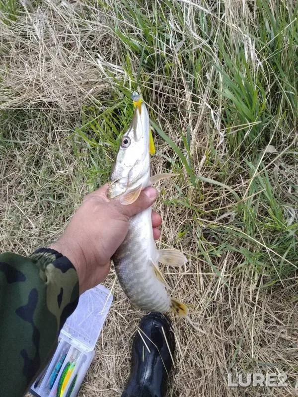 Pike — Irtysh, May 26, 2019
