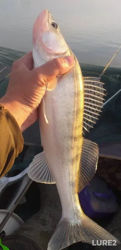 Zander — Irtysh, May 27, 2019