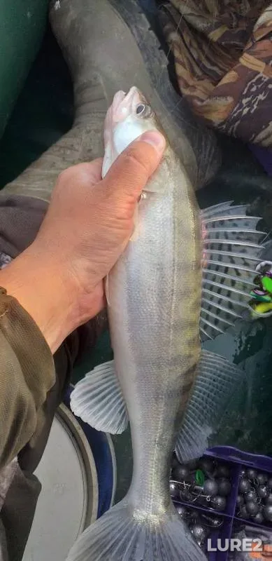Zander — Irtysh, May 28, 2019