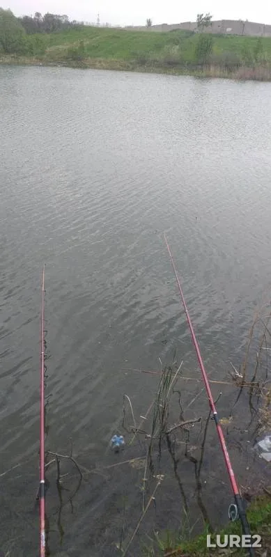 Crucian carp — Om, May 29, 2019