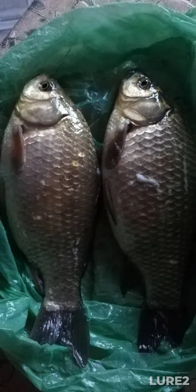 Crucian carp — Omskaya oblast, Jun 01, 2019