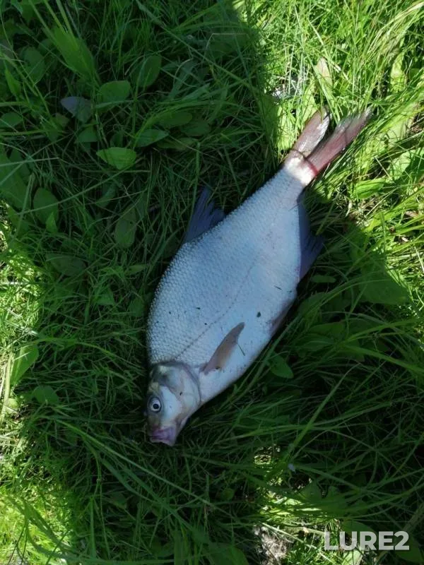Bream — Irtysh, Jun 30, 2019