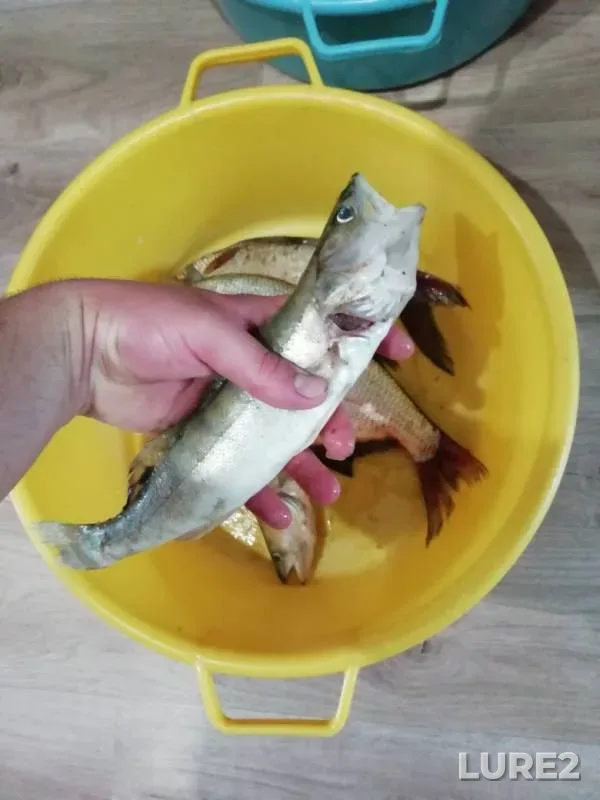 Bream, Zander — Irtysh, Jul 07, 2019