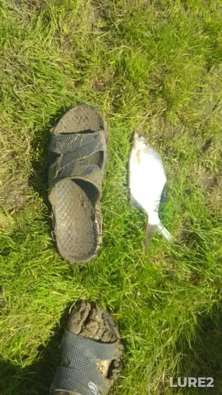 Bream, Roach — Irtysh, Jul 12, 2019