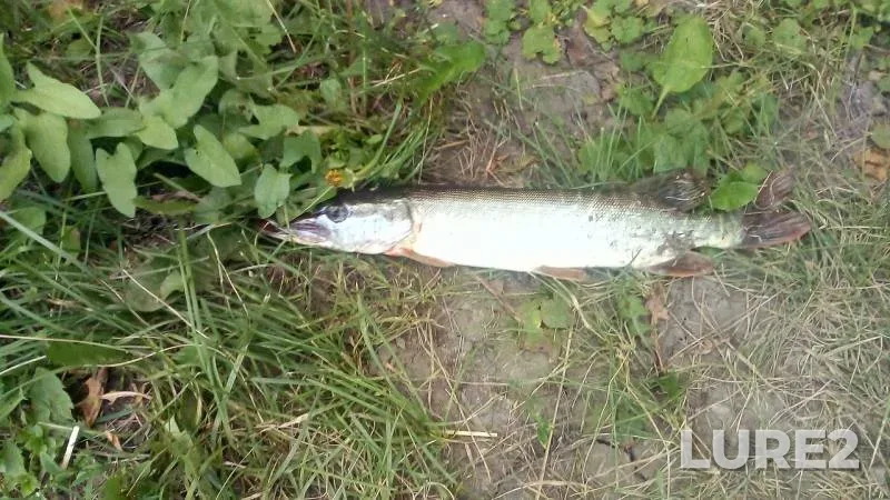 Pike — Om, Jul 21, 2019