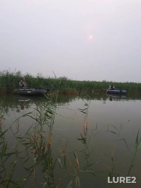 Crucian carp, Ide — Sartlan, Jul 25, 2019