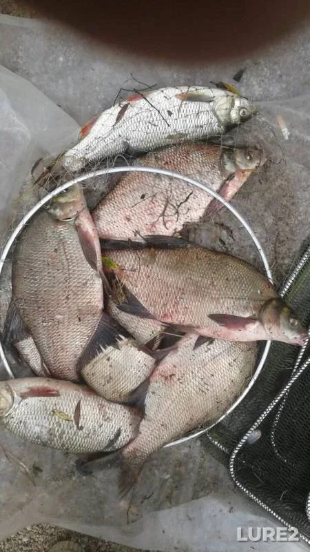 Bream, Ide — Irtysh, Aug 03, 2019