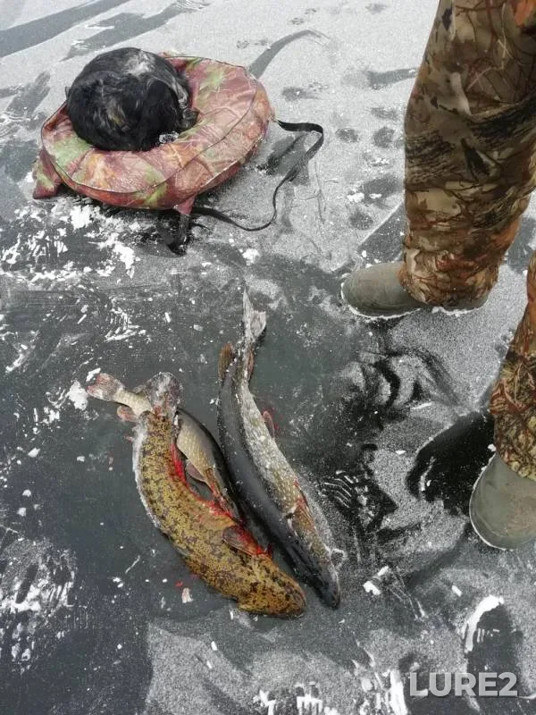 Burbot, Pike — Argazinskoye, Nov 18, 2018