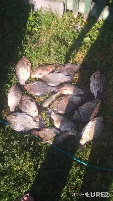 Crucian carp, Pike — Om, Aug 13, 2019