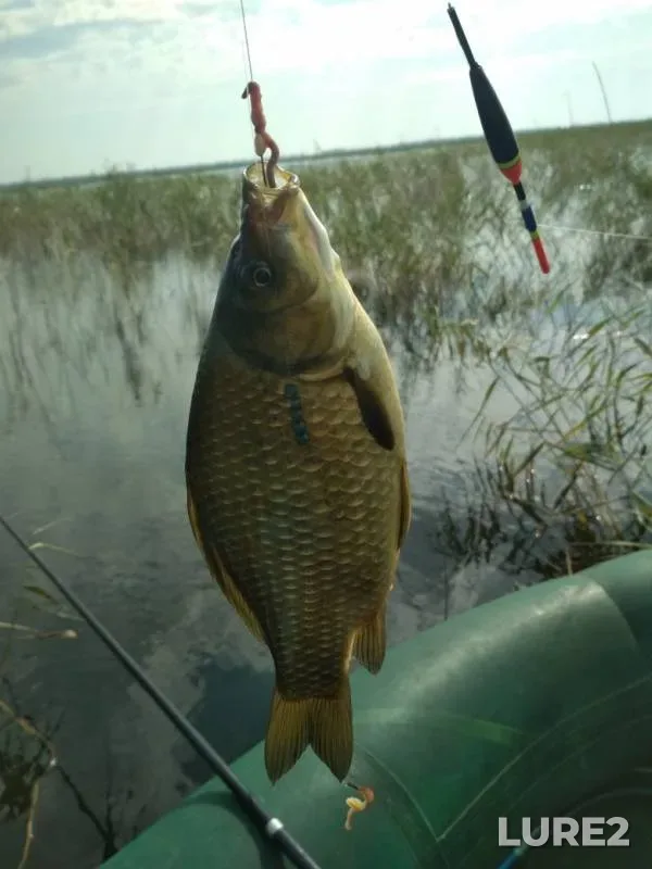 Crucian carp — Omskaya oblast, Sherbakulskiy rayon, Aug 24, 2019