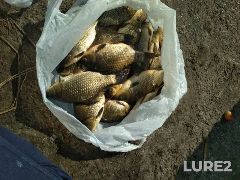 Crucian carp — Omskaya oblast, Sherbakulskiy rayon, Aug 24, 2019
