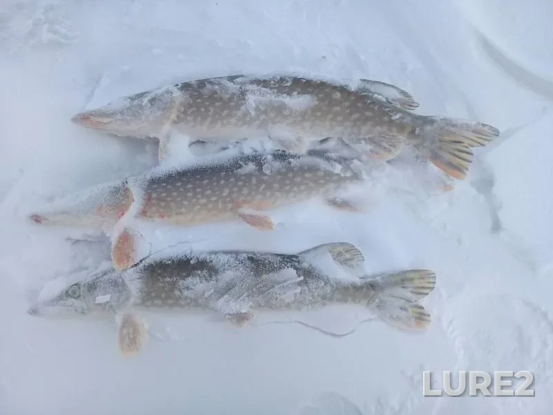 Perch, Pike — Kundravinskoye, Nov 23, 2018