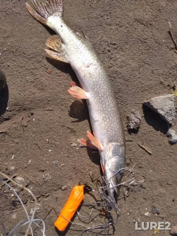 Pike — Irtysh, Oct 01, 2019