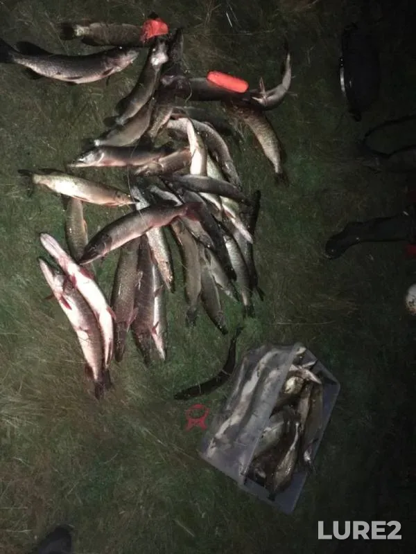 Pike — Om, Nov 11, 2019