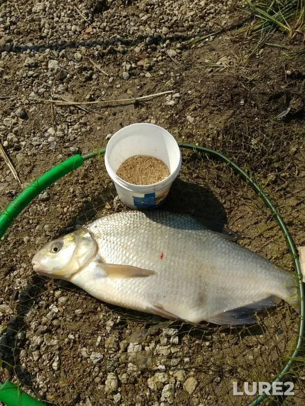 Bream, Ide — Irtysh, Nov 11, 2019