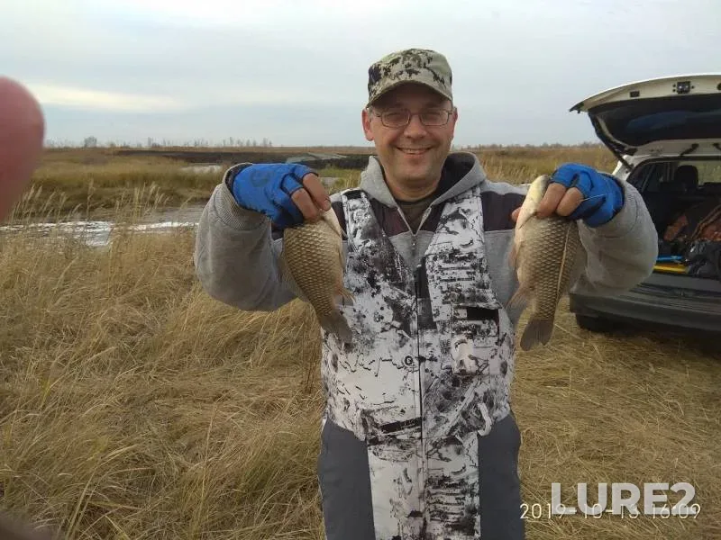 Crucian carp — Omskaya oblast, Tyukalinskiy rayon, Nov 12, 2019