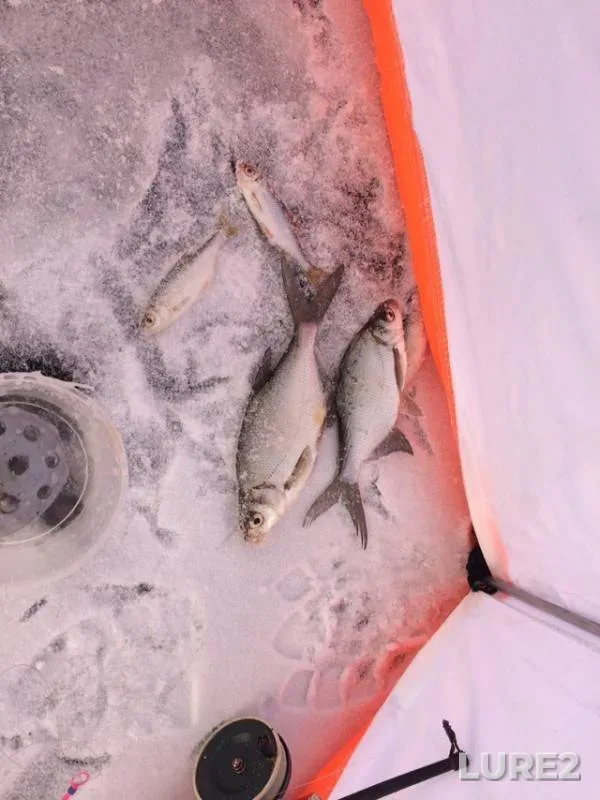 Roach, White bream — Polikarpov, Nov 24, 2018
