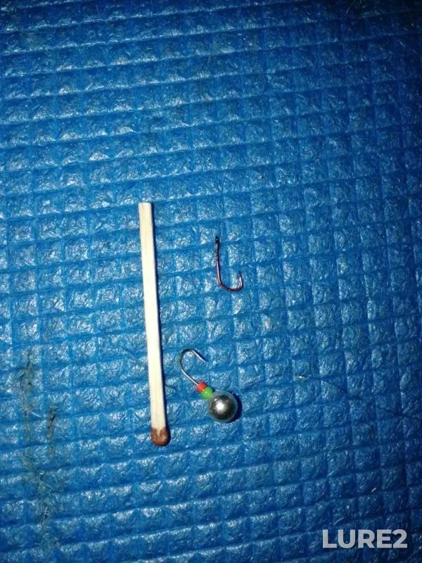 Roach — Omskaya oblast, Bolsherechenskiy rayon, Nov 15, 2019