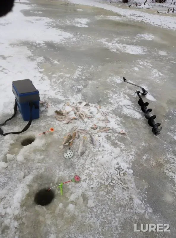 Perch — Omskaya oblast, Kolosovskiy rayon, Nov 17, 2019