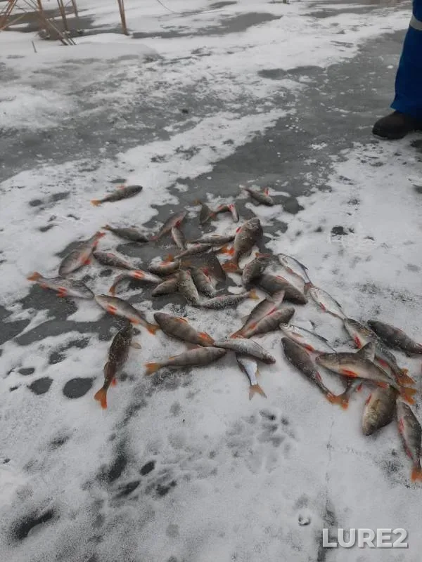 Perch — Omskaya oblast, Lyubinskiy rayon, Nov 17, 2019