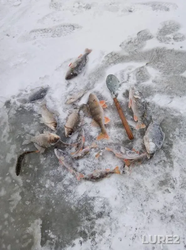 Crucian carp, Perch — Omskaya oblast, Kolosovskiy rayon, Nov 18, 2019