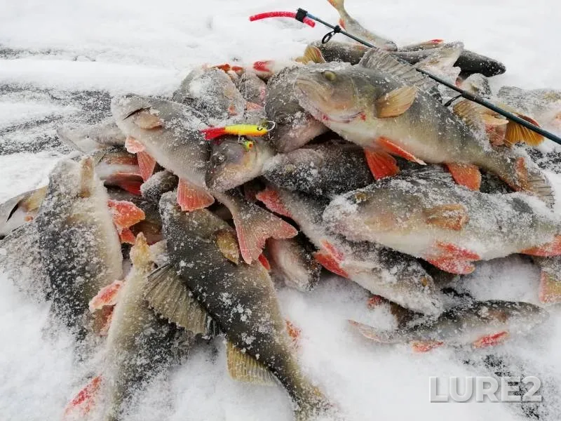 Perch — Respublika Bashkortostan, Nov 29, 2018