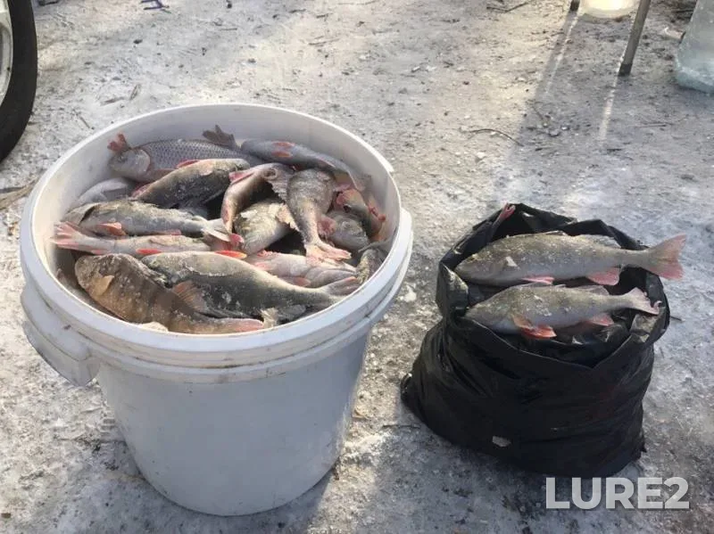 Perch — Lempanya, Feb 23, 2018