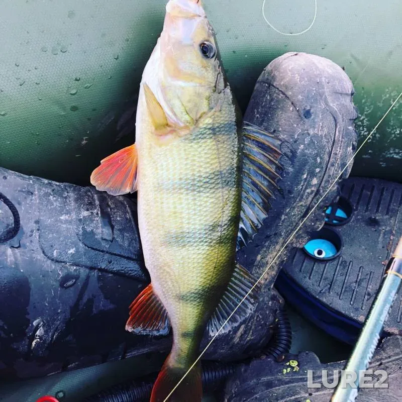 Perch — Trostenskoye, Sep 05, 2018