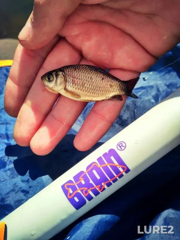 Crucian carp — Zaporіzka oblast, Mar 25, 2017