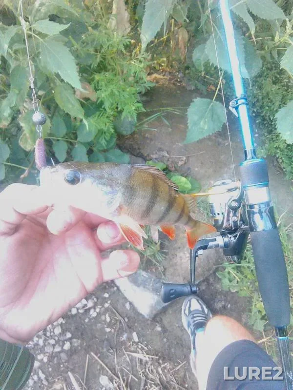Perch — Volnyanka, Aug 20, 2017
