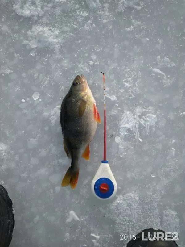 Perch — Konka, Jan 29, 2018