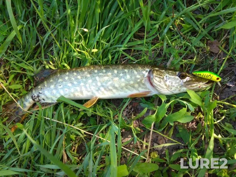 Perch, Pike — Zaporіzka oblast, May 01, 2018