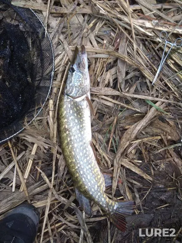 Pike — Volchya, Sep 23, 2018